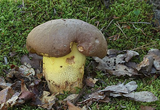 Anhängsel-Röhrling, Butyriboletus appendiculatus
