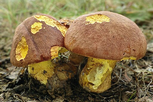 Anhängsel-Röhrling, Butyriboletus appendiculatus