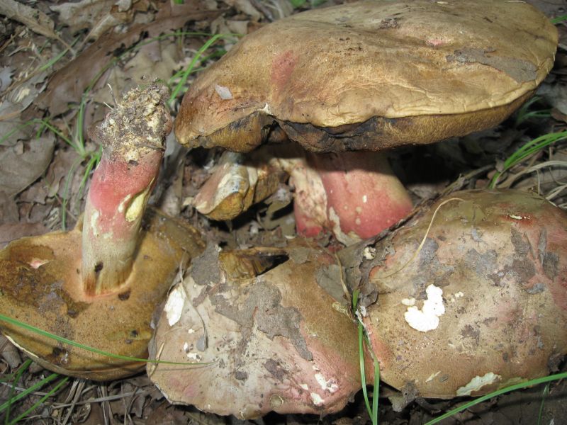 Silber-Röhrling, Butyriboletus fechtneri