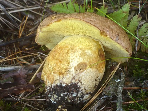 Nadelwald-Anhängsel-Röhrling, Butyriboletus subappendiculatus