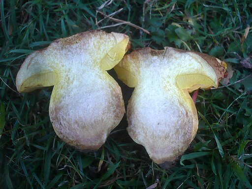 Nadelwald-Anhängsel-Röhrling, Butyriboletus subappendiculatus