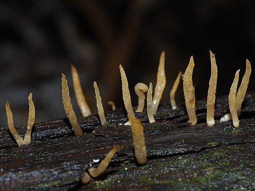 Laubholzhörnling, Calocera cornea