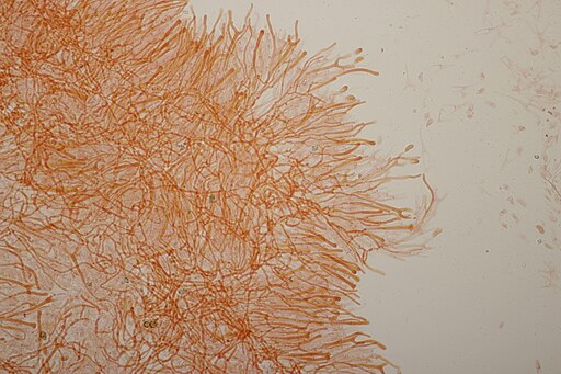 Gegabelter Nadelholz-Hörnling, Calocera furcata