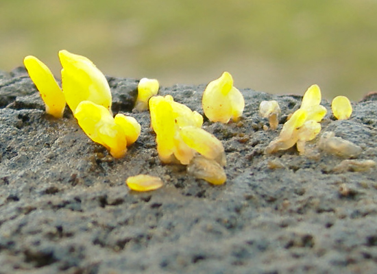 Zungenförmiger Hörnling, Calocera glossoides