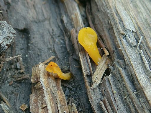 Zungenförmiger Hörnling, Calocera glossoides