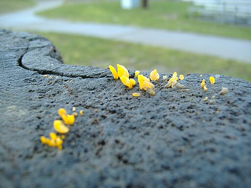 Zungenförmiger Hörnling, Calocera glossoides