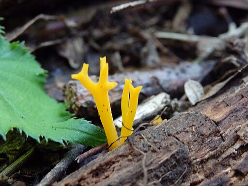 Klebriger Hörnling, Calocera viscosa