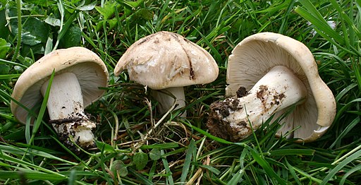Maipilz, Calocybe gambosa