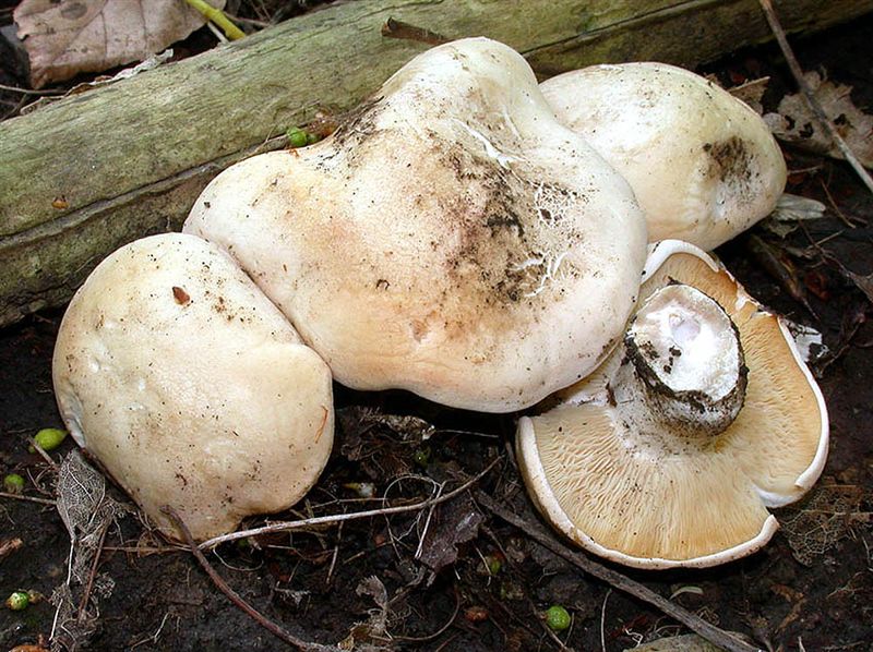 Maipilz, Calocybe gambosa