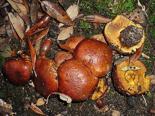 Leuchtendgelber Klumpfuß, Calonarius splendens