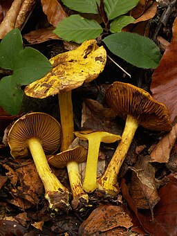 Leuchtendgelber Klumpfuß, Calonarius splendens