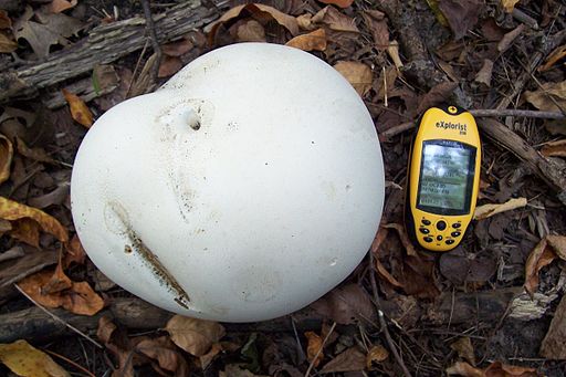 Riesenbovist
