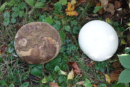 Riesenbovist, Calvatia gigantea