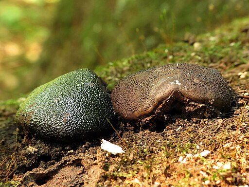 Kastanienbrauner Kugelschwamm, Camarops petersii
