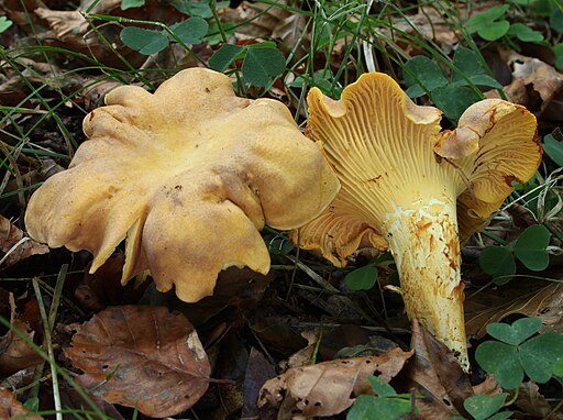 Violettschuppiger Pfifferling, Cantharellus amethysteus