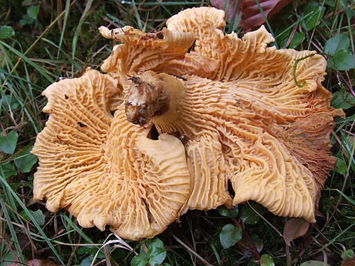 Violettschuppiger Pfifferling, Cantharellus amethysteus