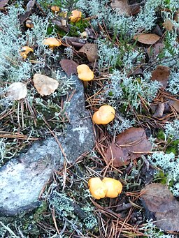 Echter Pfifferling, Cantharellus cibarius