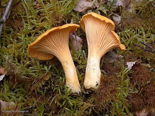 Samtiger Pfifferling, Cantharellus friesii