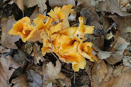 Samtiger Pfifferling, Cantharellus friesii