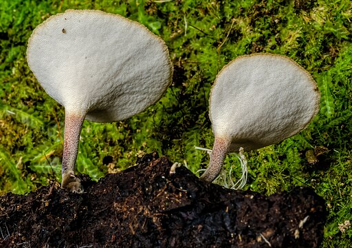 Löwengelber Stielporling, Cerioporus leptocephalus