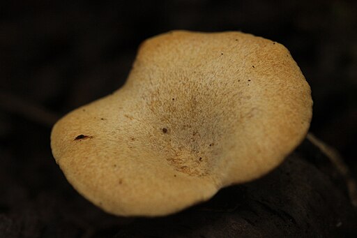 Löwengelber Stielporling, Cerioporus leptocephalus