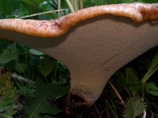 Schuppiger Stielporling, Cerioporus squamosus