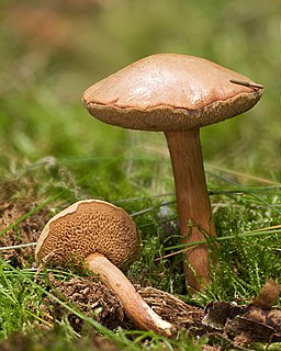 Pfeffer-Röhrling, Chalciporus piperatus