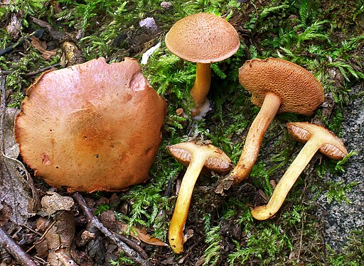 Pfeffer-Röhrling, Chalciporus piperatus