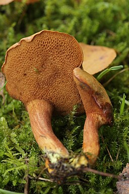 Pfeffer-Röhrling, Chalciporus piperatus