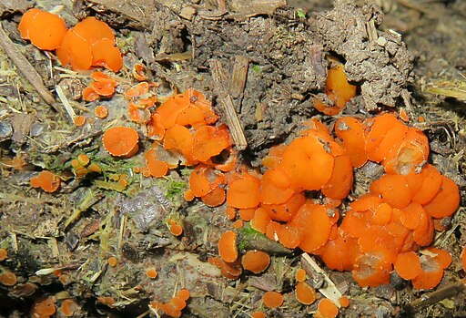 Körniger Rinderdungbecherling, Cheilymenia granulata
