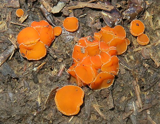 Körniger Rinderdungbecherling, Cheilymenia granulata