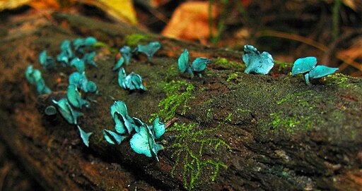 Kleinsporiger Grünspanbecherling, Chlorociboria aeruginascens