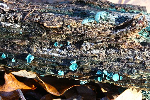 Kleinsporiger Grünspanbecherling, Chlorociboria aeruginascens