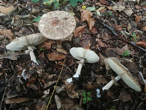 Olivbrauner Safranschirmling, Chlorophyllum olivieri