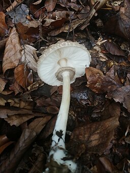 Olivbrauner Safranschirmling, Chlorophyllum olivieri