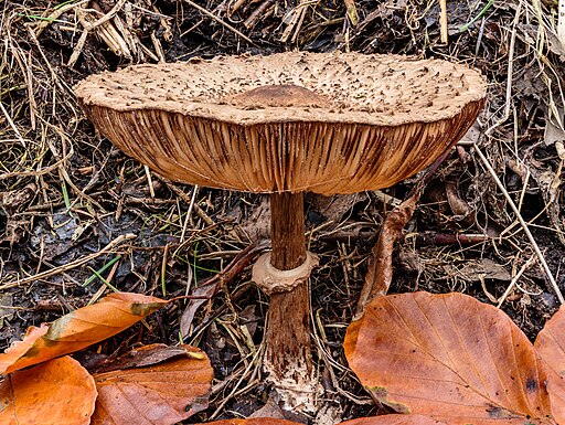 Gemeiner Safranschirmling, Chlorophyllum rhacodes