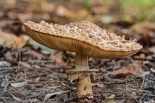 Gemeiner Safranschirmling, Chlorophyllum rhacodes