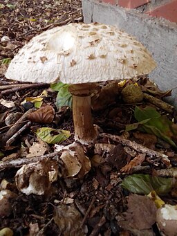 Gift-Safranschirmling, Chlorophyllum venenatum
