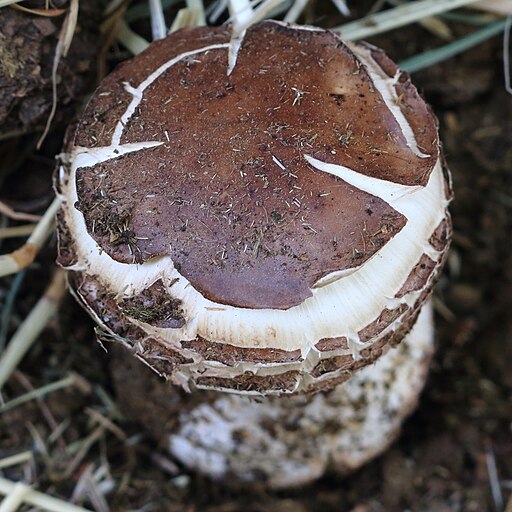 Gift-Safranschirmling, Chlorophyllum venenatum