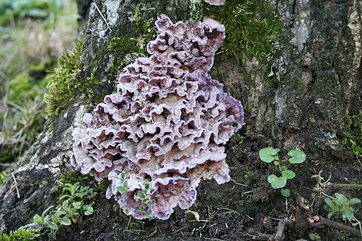 Violetter Knorpelschichtpilz, Chondrostereum purpureum