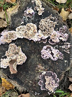 Violetter Knorpelschichtpilz, Chondrostereum purpureum