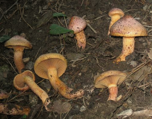 Filziger Gelbfuß, Chroogomphus helveticus