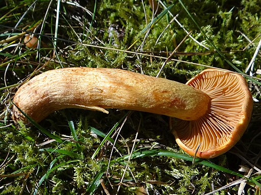 Filziger Gelbfuß, Chroogomphus helveticus
