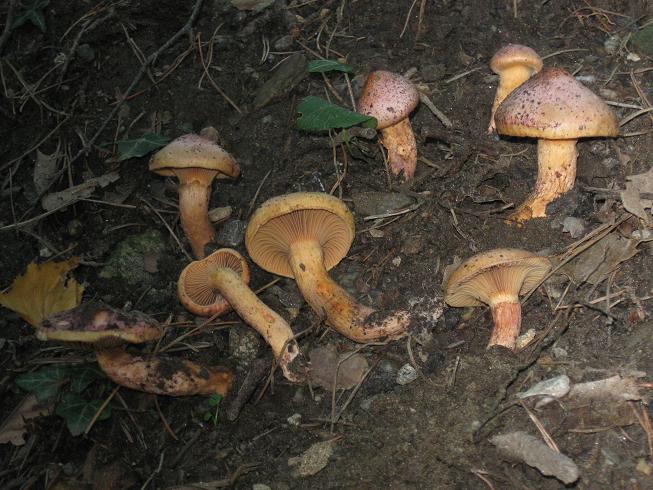 Filziger Gelbfuß, Chroogomphus helveticus