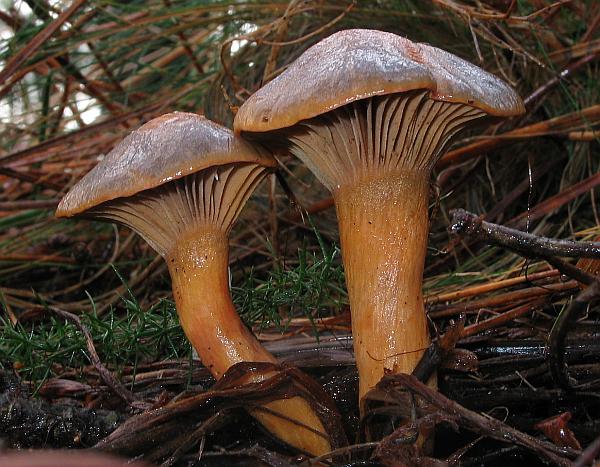 Kupferroter Gelbfuß