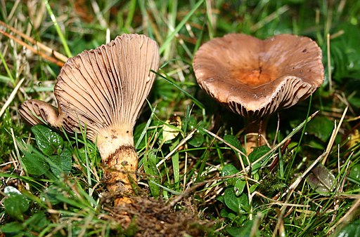 Kupferroter Gelbfuß, Chroogomphus rutilus