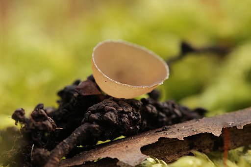 Erlenkätzchen-Becherling, Ciboria amentacea