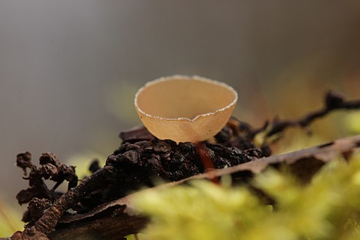 Erlenkätzchen-Becherling, Ciboria amentacea