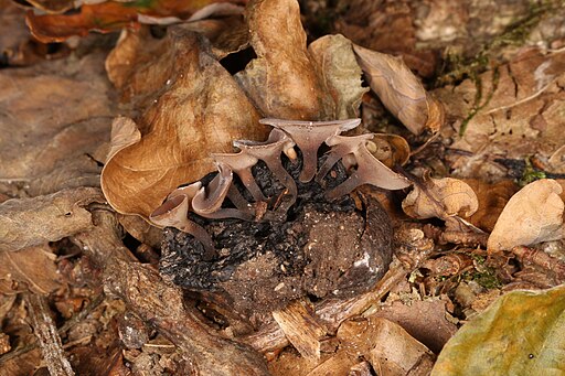 Brauner Eichelbecherling, Ciboria batschiana