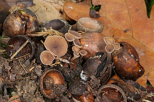 Brauner Eichelbecherling, Ciboria batschiana